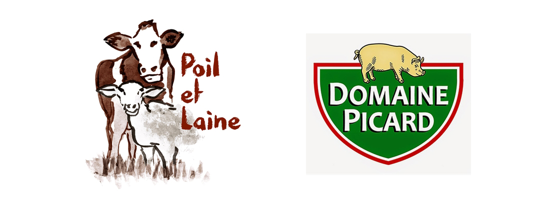 Photographe poil et laine gaec domaine picard