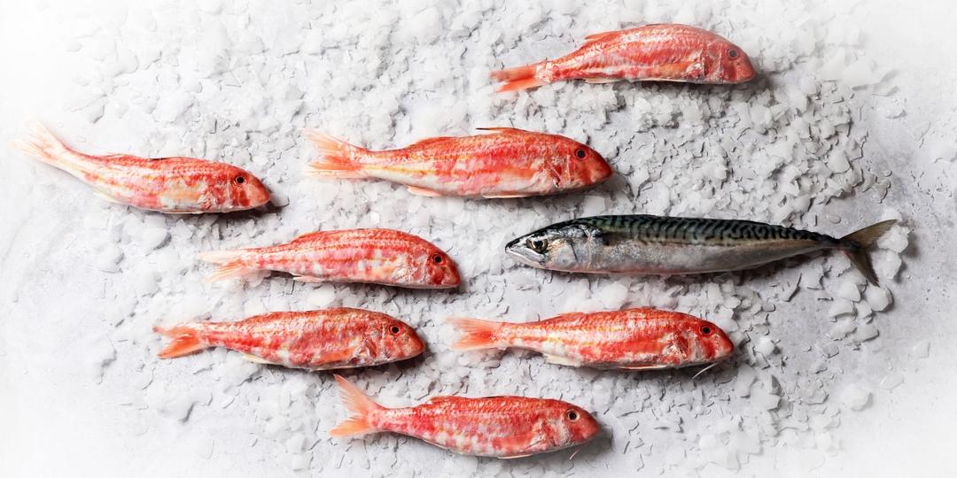 G photographe alimentaire culinaire mise en situation annecy haute savoie photo 1080 poissons frais plusieurs glace rouge nager sens image