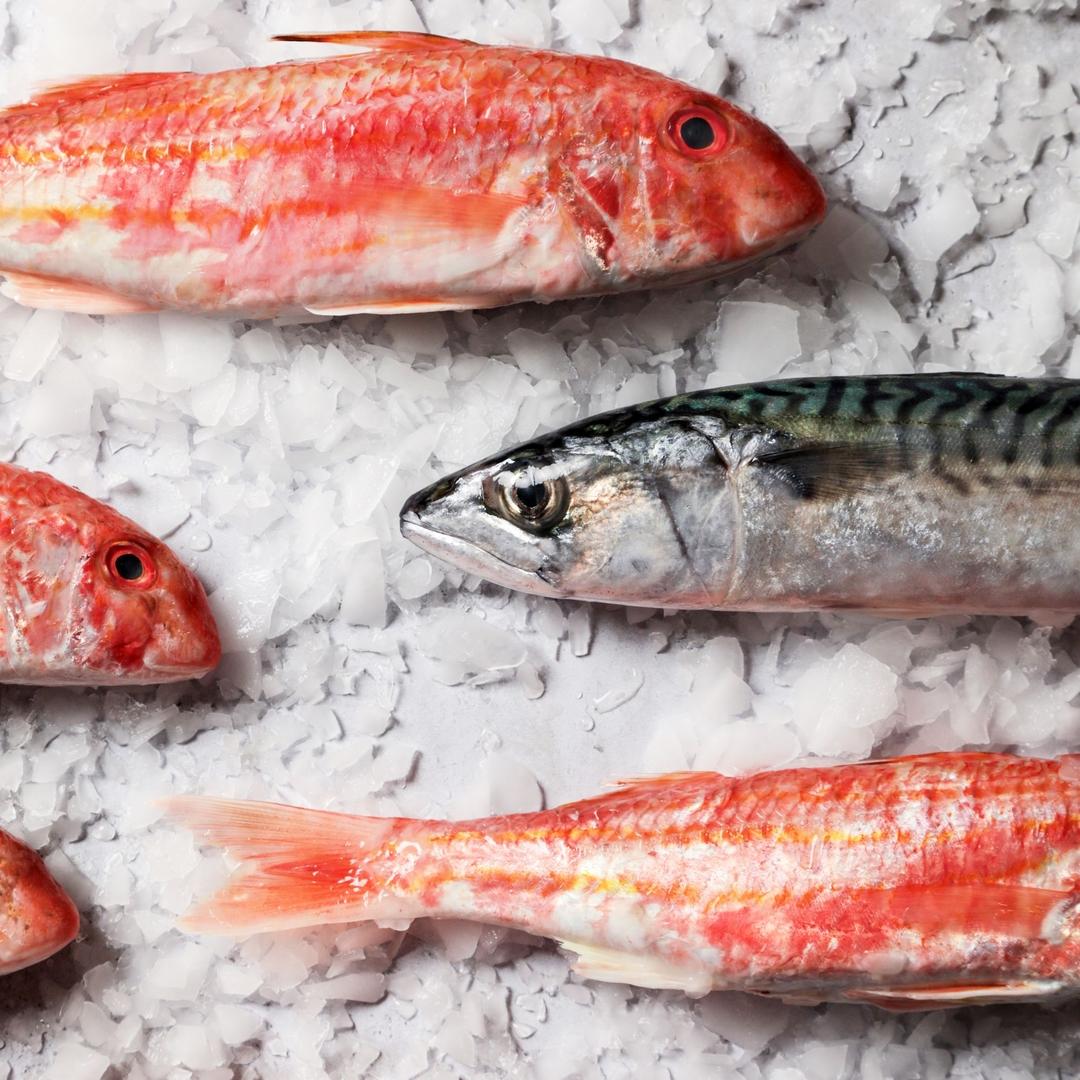 O photographe alimentaire culinaire mise en situation annecy haute savoie photo 1080 poisson frais composition image glace