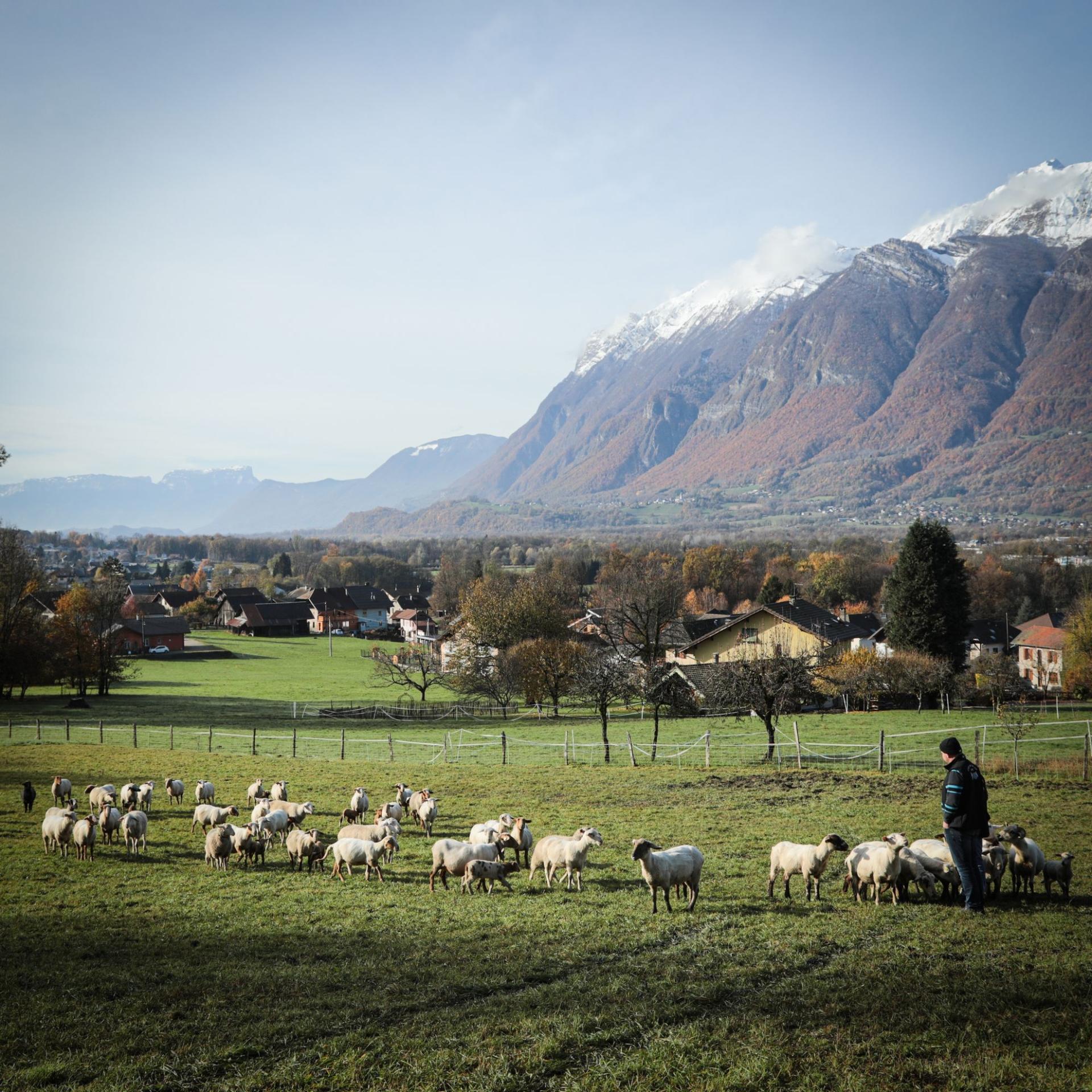 Photographe publicitaire annecy haute savoie terroir producteur image affiche communication brebis frangy paturage