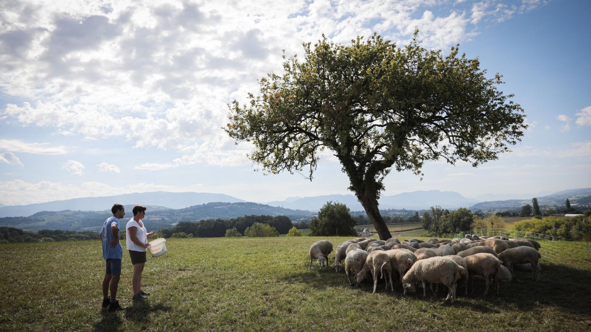 Photographe publicitaire annecy haute savoie terroir producteur image affiche communication brebis soleil arbre ombre