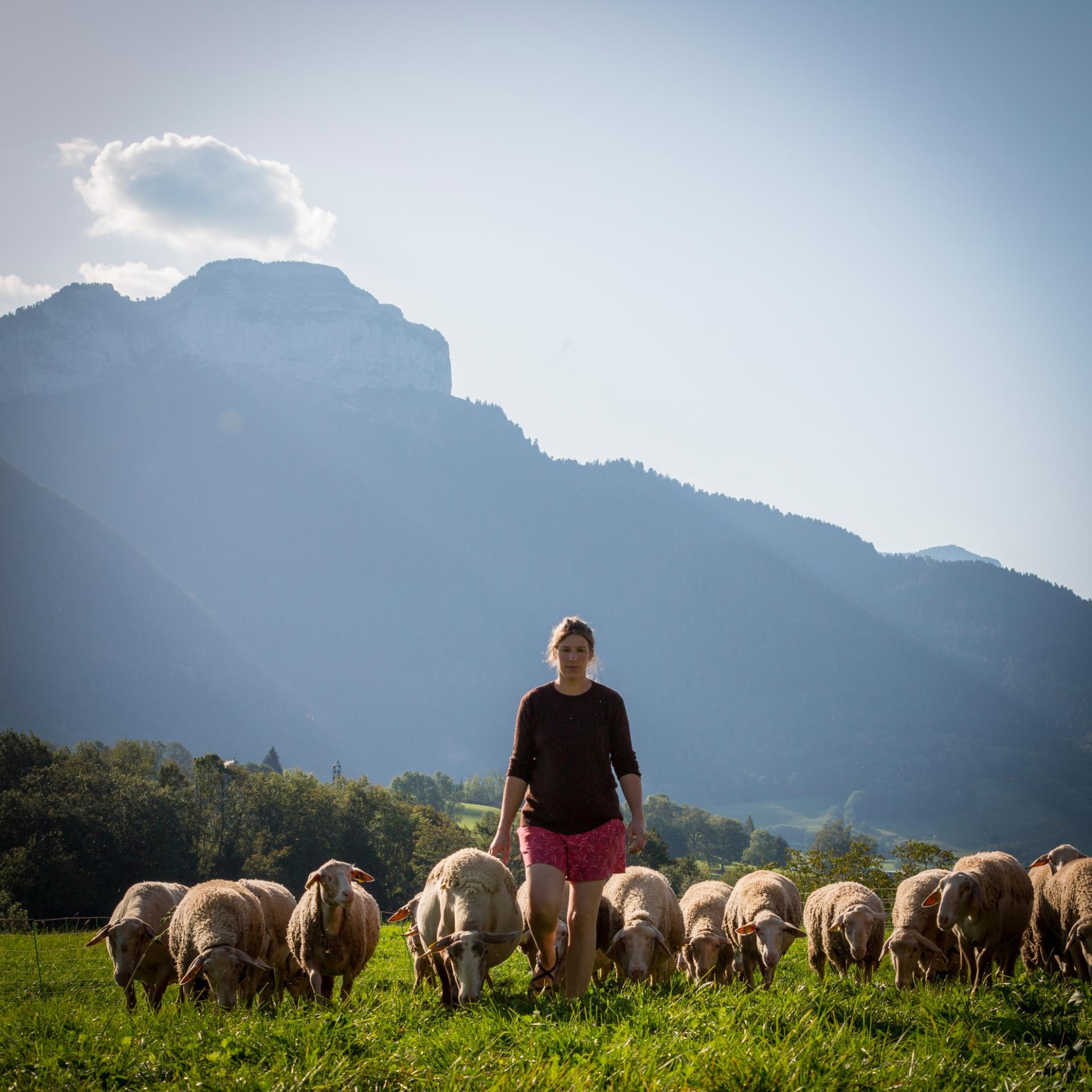 Photographe publicitaire annecy haute savoie terroir producteur image affiche communication camille parmelan brebis montagne