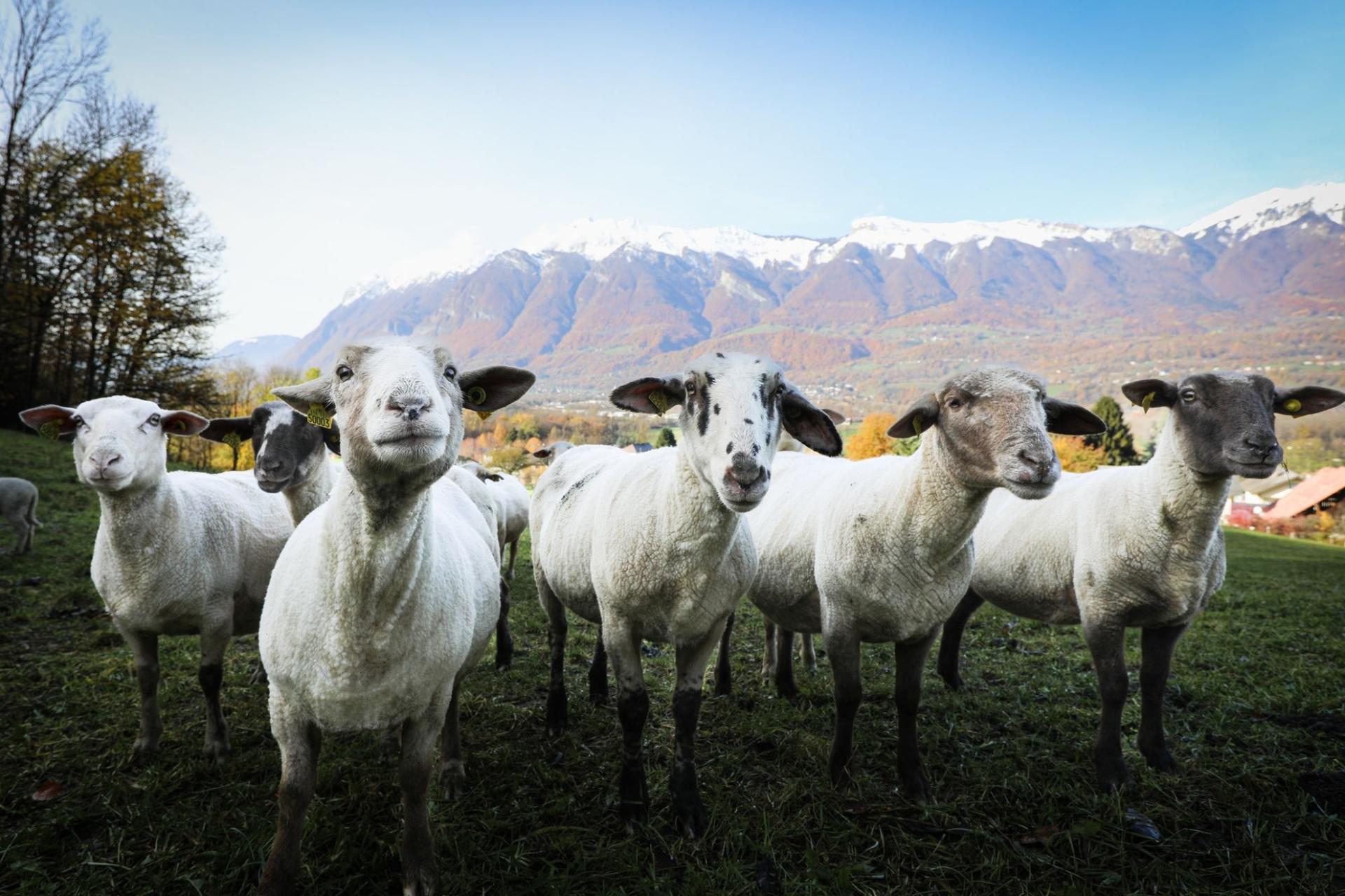 Photographe publicitaire annecy haute savoie terroir producteur image affiche communication groupe brebis proximite