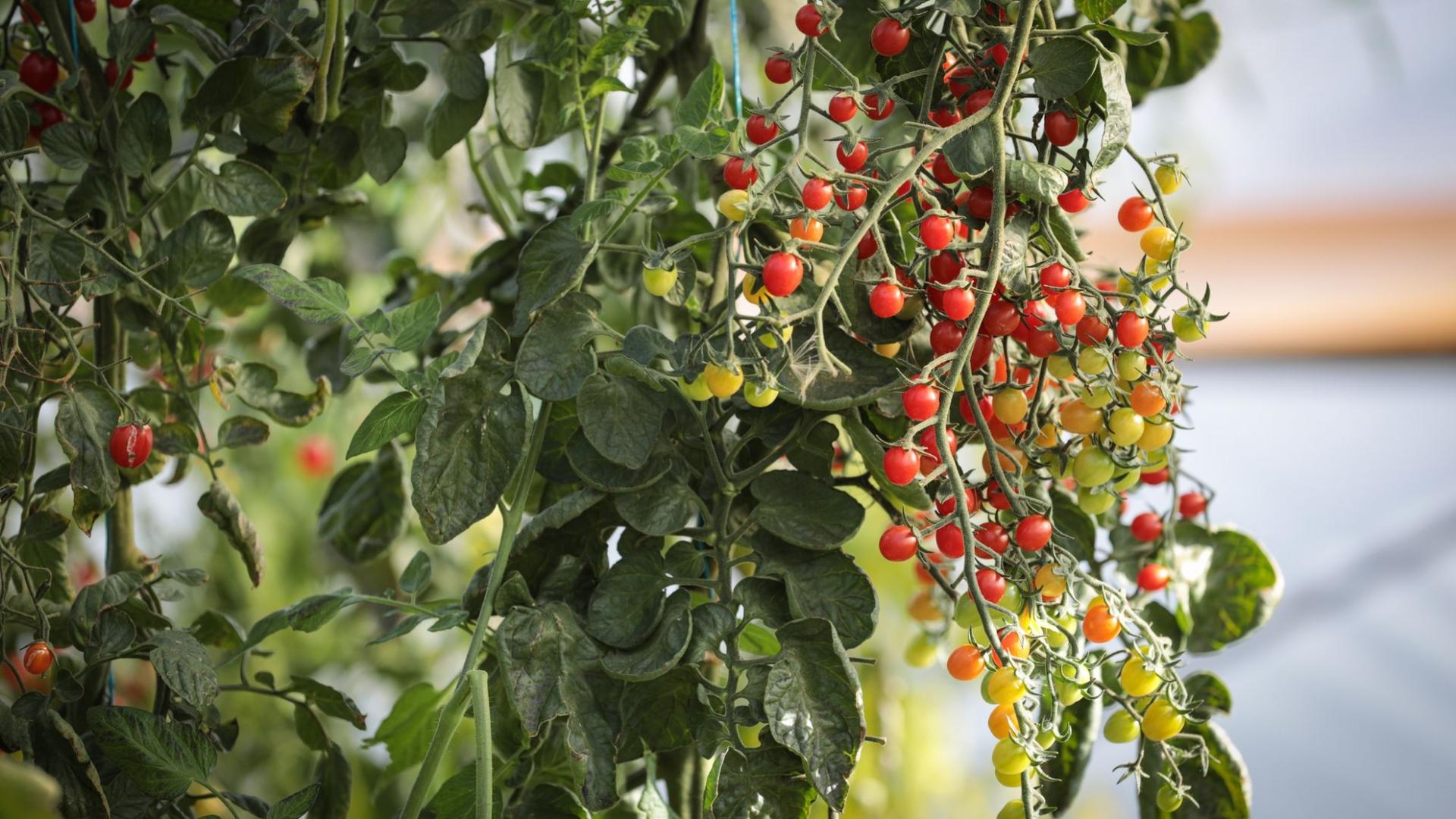 Photographe publicitaire annecy haute savoie terroir producteur image affiche communication legumes produits tomates cerises grappe