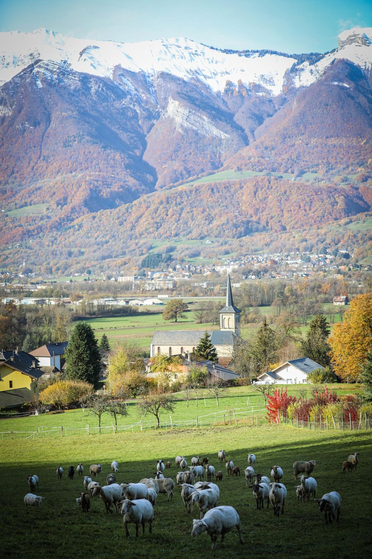 Photographe publicitaire annecy haute savoie terroir producteur image affiche communication montagnes brebis patures