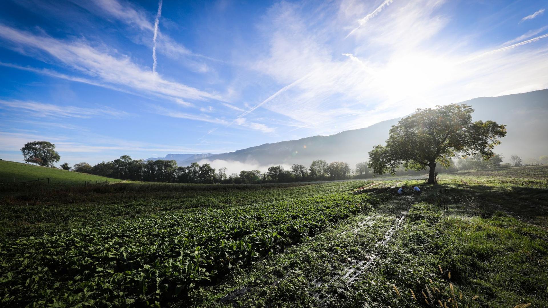 Photographe publicitaire annecy haute savoie terroir producteur image affiche communication producteur maraicher potager legumes soleil montagne