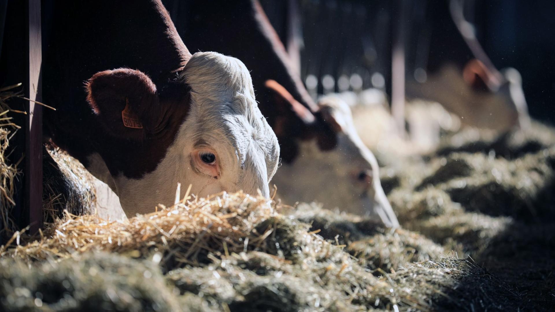 Photographe publicitaire annecy haute savoie terroir producteur image affiche communication vache mange foin nourrir