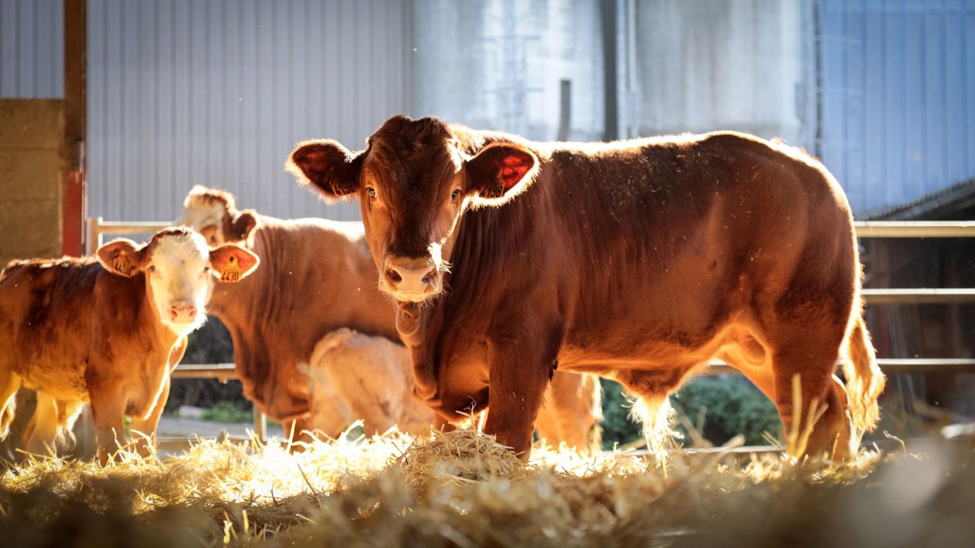 Photographe publicitaire annecy haute savoie terroir producteur image affiche communication viande vanche race lumiere veau
