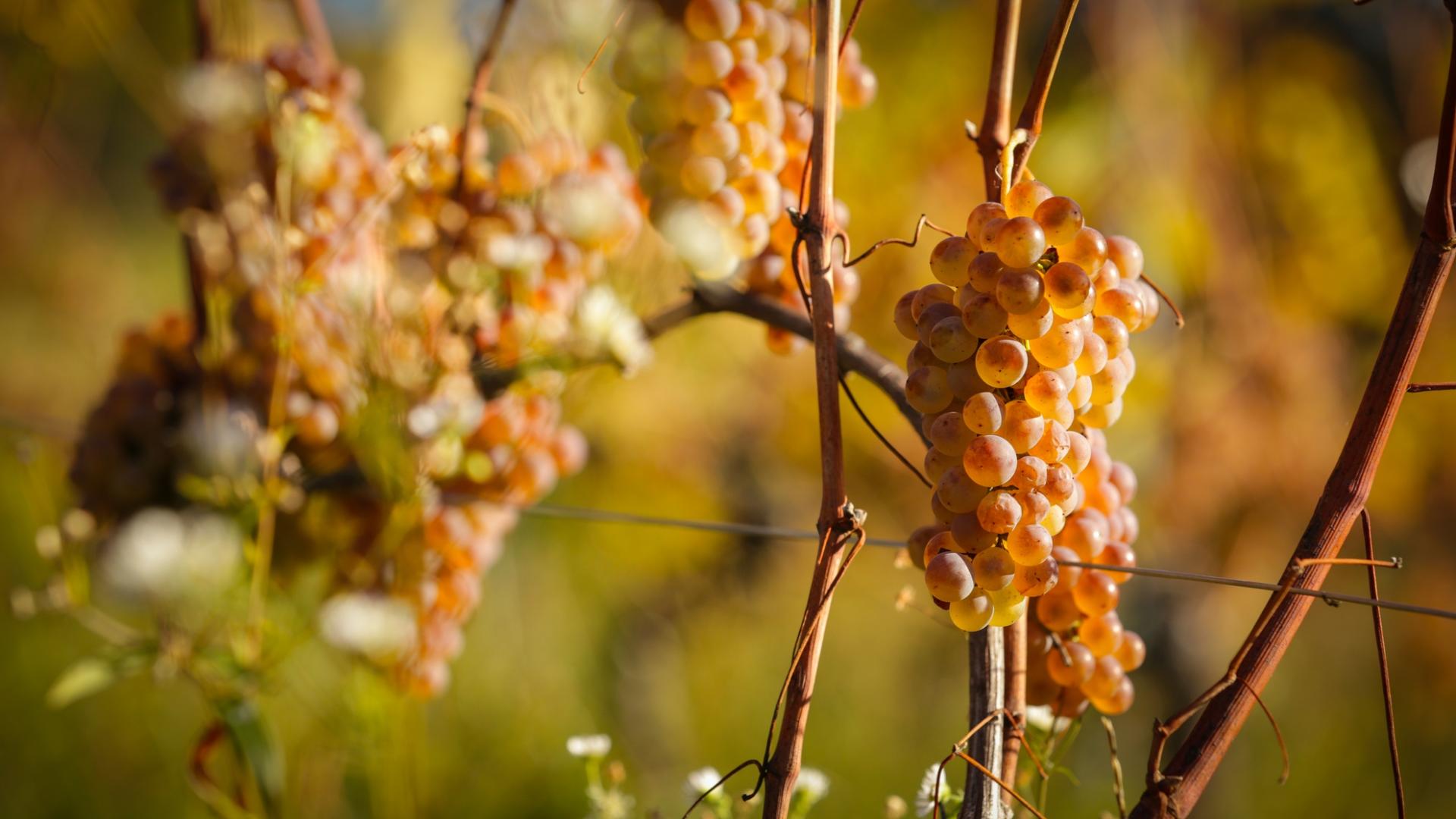 Photographe publicitaire annecy haute savoie terroir producteur image affiche communication vieille vigne vin vigneron frangy