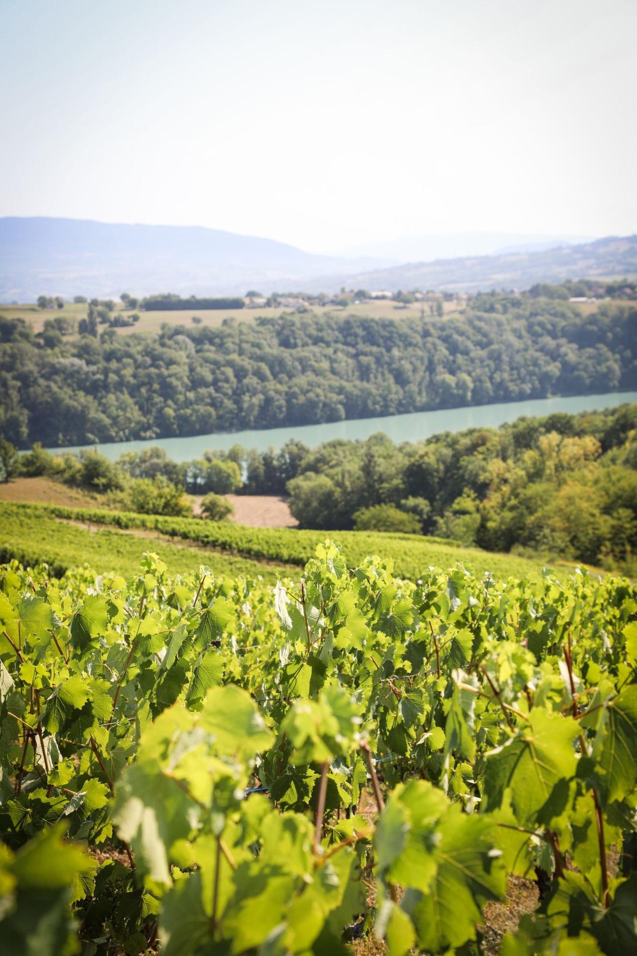 Photographe publicitaire annecy haute savoie terroir producteur image affiche communication vigne seyssel rhone