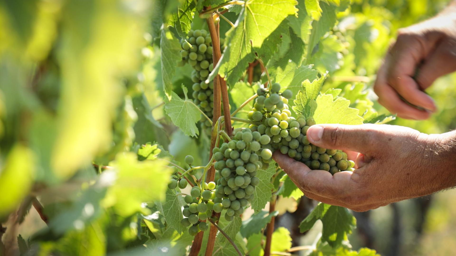 Photographe publicitaire annecy haute savoie terroir producteur image affiche communication vigneron vin vigne raisin jeune grappe
