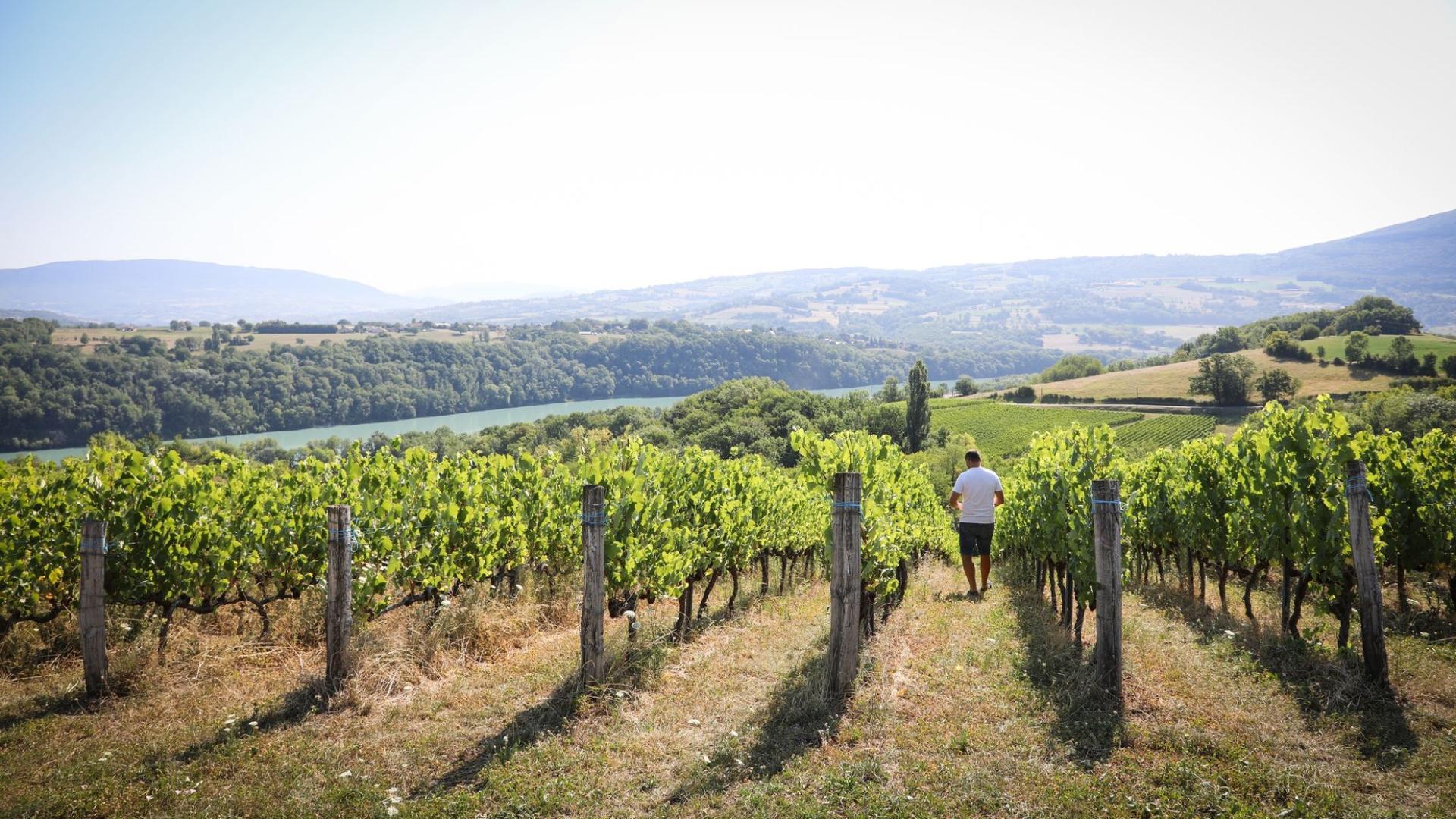 Photographe publicitaire annecy haute savoie terroir producteur image affiche communication vigneron vin vignes seyssel rang