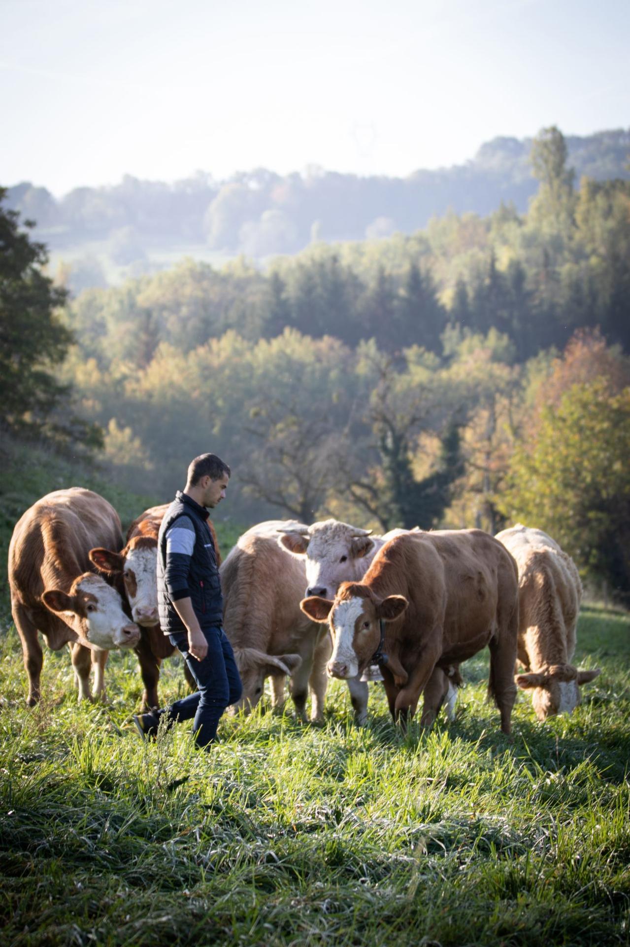 Photographe publicitaire annecy haute savoie terroir producteur image affiche communicationpfromage reblochon produit illustration